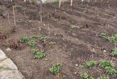 Casă cu 4 camere în Boldești - 7
