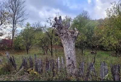Teren de 6040 mp, în Piatra - 3