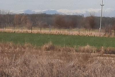 Teren de 500 mp, în Siliștea Snagovului - 7
