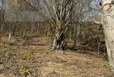 Teren de 20424 mp, în Cerbăl - 3