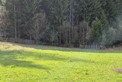 Teren de 4096 mp, în Tarcău - 1