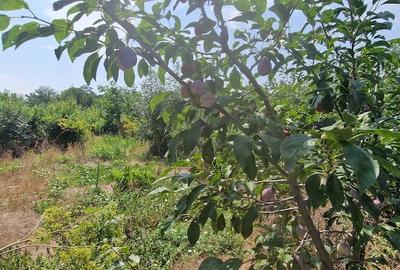 Teren de 1075 mp, în Răsuceni