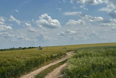 Teren de 4000 mp, în Bălăceanca - 5