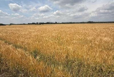 Teren de 11600000 mp, în Secusigiu
