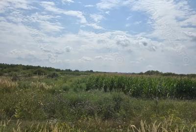 Teren de 29000 mp, în Gavojdia - 1