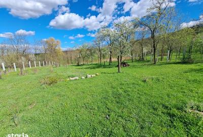 Teren de 3600 mp, în Berghin - 4
