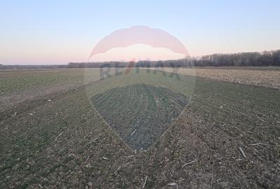 Teren de 5000 mp, în Filipești