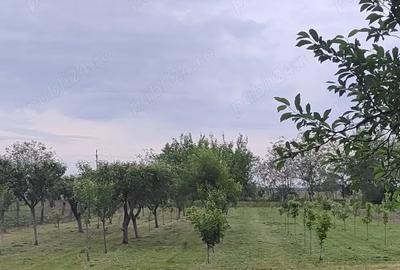Teren de 1900 mp, în Rovinița Mare - 8