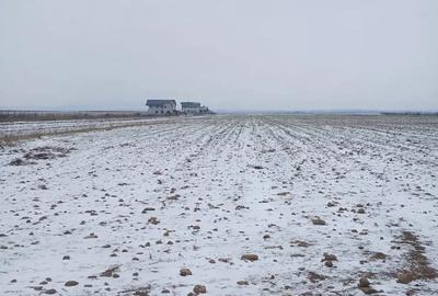 Teren de 5000 mp, în Cărpiniș - 6