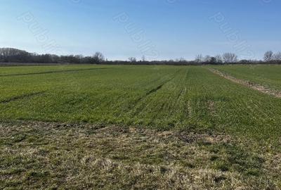 Teren de 4000 mp, în Mărtinești - 1