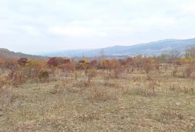 Teren de 8000 mp, în Jercălăi - 1