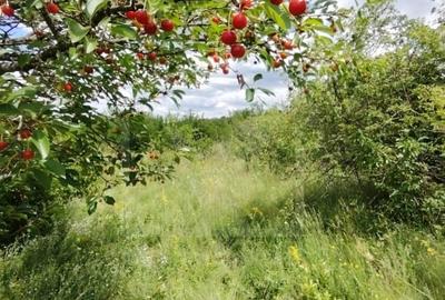 Teren agricol intravilan de 700 mp, în Sopor - 8