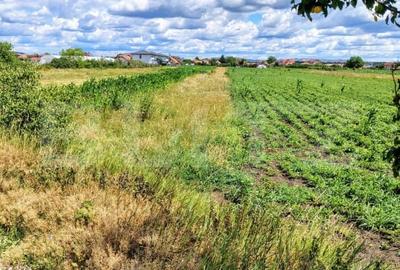 Teren agricol intravilan de 2296 mp, în Jucu de Mijloc