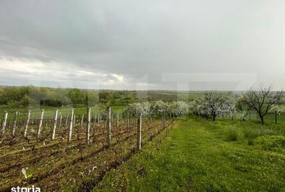 Teren de 4447 mp, în Pielești - 10