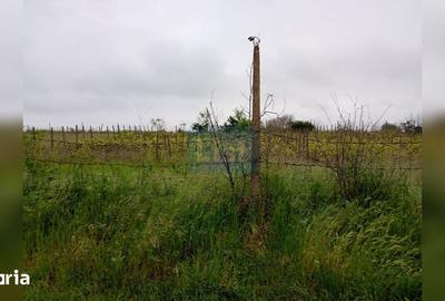 Teren de 1015 mp, în Vânători - 2