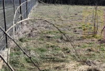 Teren de 2000 mp, în Chiroiu-Pământeni - 5