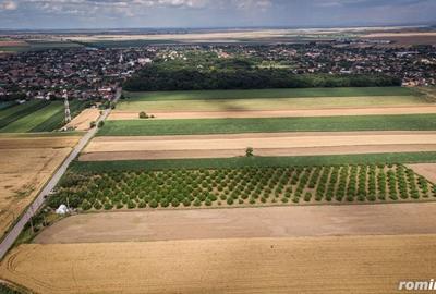 Teren de 25000 mp, în Macea - 5