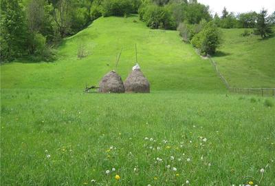 Teren de 2800 mp, în Dâmbovicioara - 7