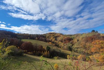 Teren agricol extravilan de 11600 mp, în Poiana Mărului - 3