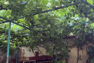 Casă cu 2 camere cu Teren 454 Mp în Central