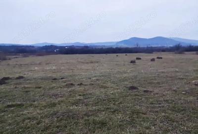 Teren de 9600 mp, în Livezile - 1