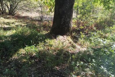 Teren de 8600 mp, în Baia de Fier - 4