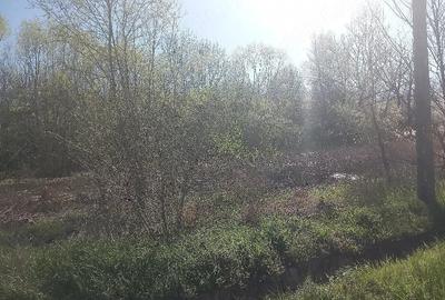 Casă cu 3 camere cu Teren 7300 Mp în Băleasa - 2