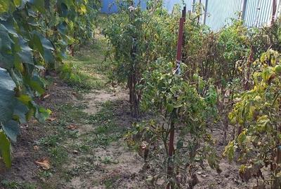Casă cu 3 camere în Cașin