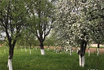 Teren de 3000 mp, în Margina - 3
