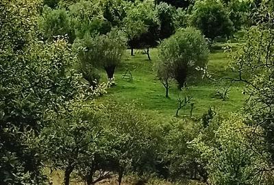 Teren de 12000 mp, în Suslănești