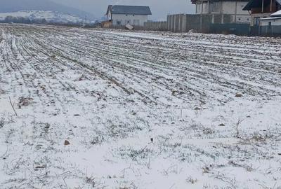 Teren de 5000 mp, în Cărpiniș - 7