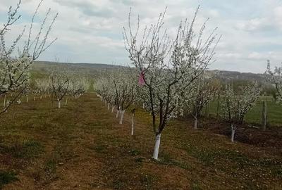 Teren de 7500 mp, în Grui - 5