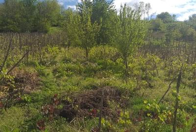 Casă în Muntenii de Jos - 1