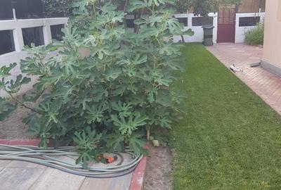 Casă cu 4 camere în Săbăreni - 1