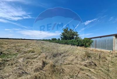 Teren agricol extravilan de 5316 mp, în Aradul Nou - 5