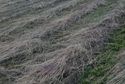Teren de 3525 mp, în Rociu