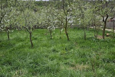 Teren de 2700 mp, în Bogați - 5