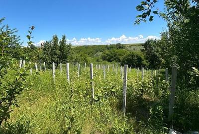 Casă cu 2 camere cu Teren 1200 Mp în Schitu Duca - 2