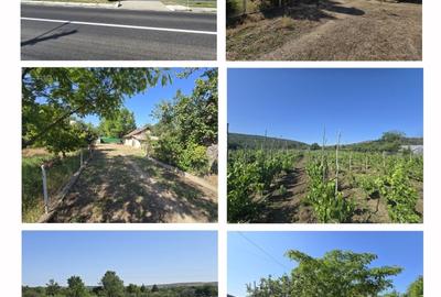 Casă individuală cu 3 camere cu Teren 6336 Mp în Nord - 2