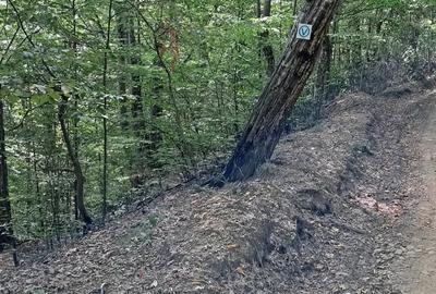 Teren de 6500 mp, în Bradu