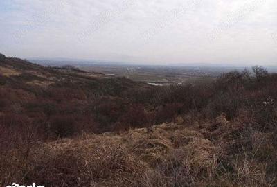 Teren de 9500 mp, în Podgoria