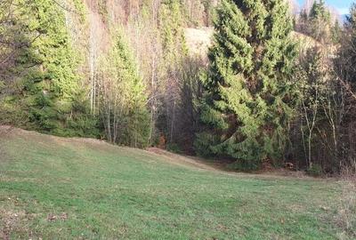 Teren de 5334 mp, în Dârlești - 9