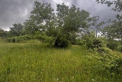 Teren de 30 mp, în Copalnic - 3