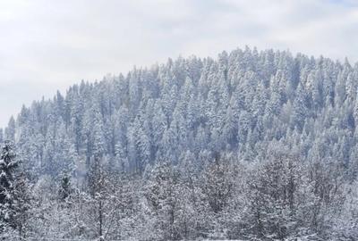 Teren de 22600 mp, în Sucevița - 9