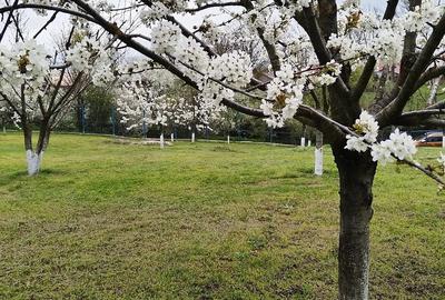 Teren de 1500 mp, în Singureni