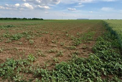 Teren agricol extravilan de 10000 mp, în Periș - 5