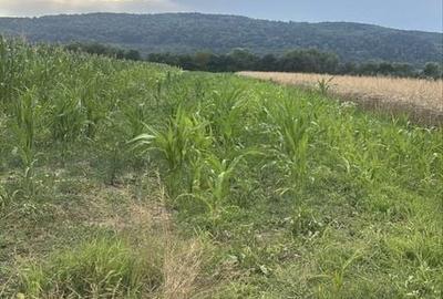 Teren de 2800 mp, în Țițești