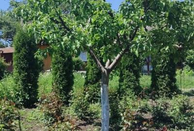 Casă cu 2 camere cu Teren 2000 Mp în David - 1