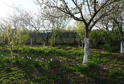 Casă individuală cu 3 camere cu Teren 900 Mp în Podu Oltului - 2