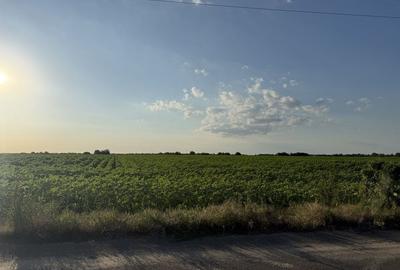 Teren de 6400 mp, în Adunații-Copăceni - 13